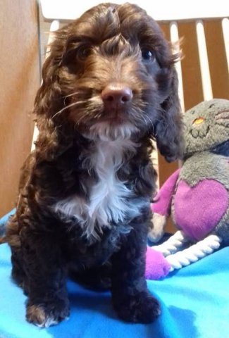 Picquot Puppies